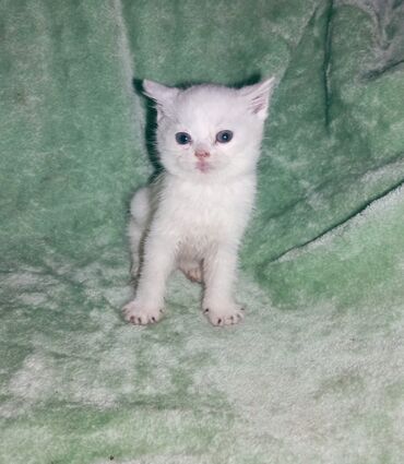 сиамские котята: Британские котята окрас белый 2 месяца девочки