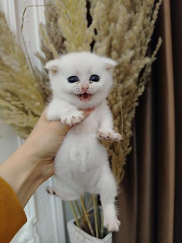 Pişiklər: Şotland — 6