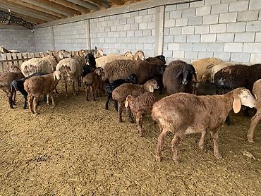 Баран, овца: Продаю | Овца (самка) | Для разведения | Матка — 2