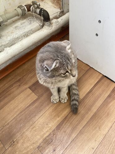 бингальские кошки: Девочка