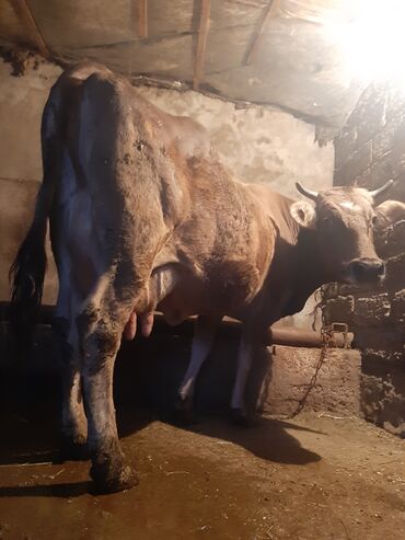 staffordshire bull terrier κουταβια v Azərbaycan | İTLƏR: 14 litir süd verir 4 qarına doğub 12 gündü doğub balası dişdi