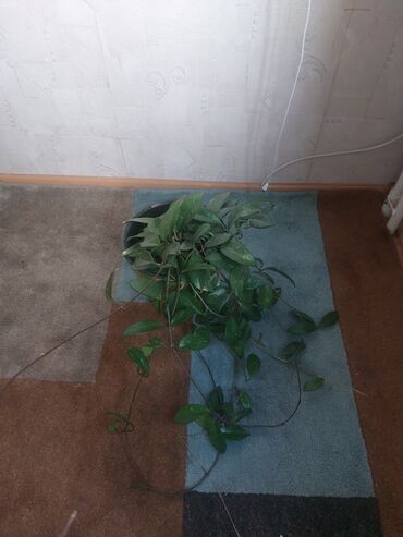 Другие комнатные растения: Фикус-2000сом. Диффенбахия(в белом горшке)-2000сом,(в сером горшке)