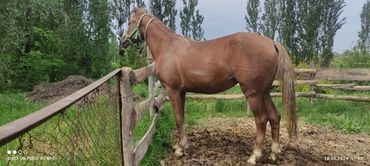 английская лошадь цена: Продаю | Кобыла (самка) | Дончак, Английская | Для разведения, Конный спорт