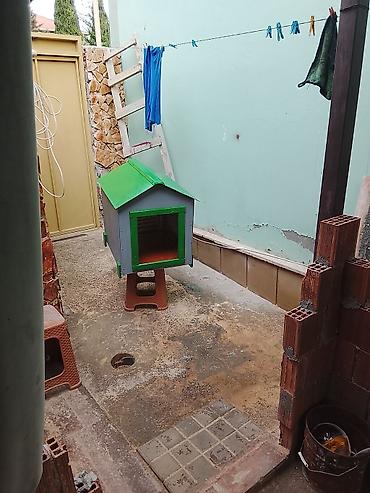 pudel mini: Orta boy itlər üçün uzn 70 eni isə 55 hündürlük 70 sm — 5