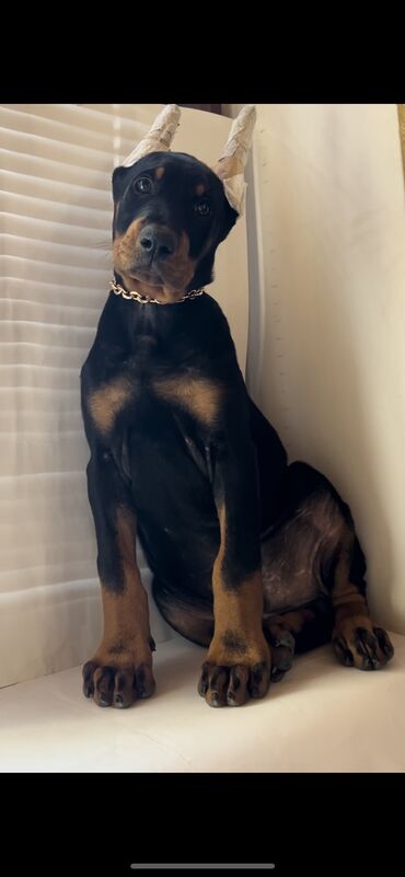 İtlər: Doberman, 2 ay, Erkek, Peyvəndli