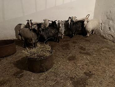 Козы, козлы: Продаю | Коза (самка) | Для разведения | Племенные — 7