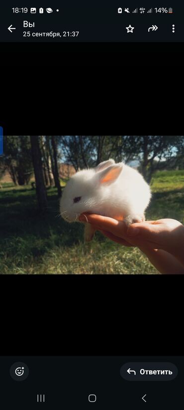 лошадь жеребёнок: Бөжөктөр сатылат
