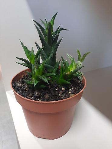 филармон: 6 микро .Суккулент Haworthia (хауортия), компактный розеточный вид — 3