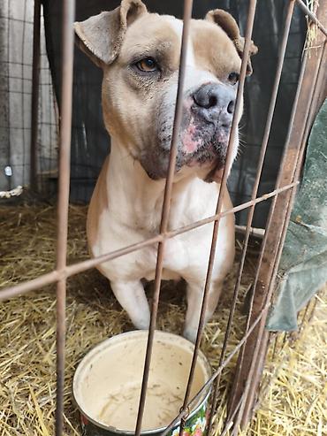 Отдам даром собаку: Собака даром: Бульдог, Более 5 лет, Самец, С прививкой — 3