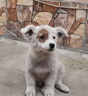 охотник собака: Собака даром: 3 месяца, Самка, С прививкой