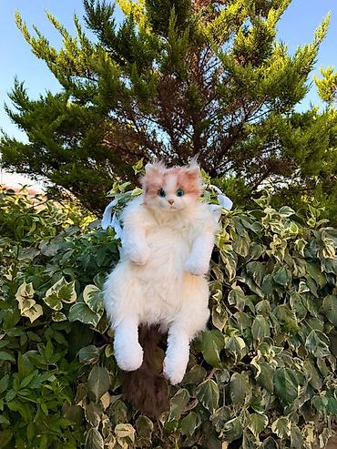 scotish fold: Məhsul: Realistik pişik peluş oyuncaqları - Növlər: 3 fərqli rəng — 3