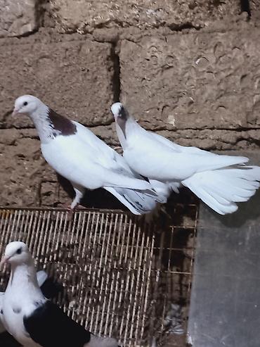 Göyərçinlər: Salam 6 dene secme quşlardi hamsi saglam bala veren heyvandi ucuşlarda — 5