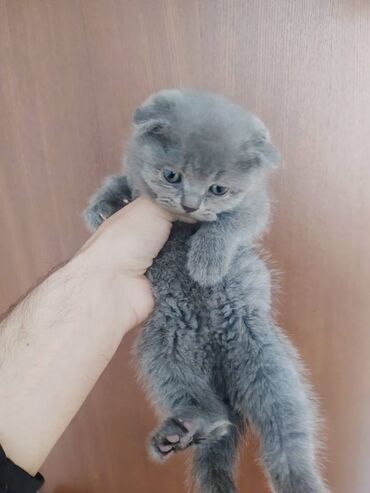 Pişiklər: Şotland yastı qulaq, Erkək, Dişi, Yaxşı əllərə, Pulsuz çatdırılma