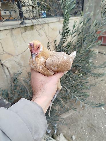 toyug hini: Toyuq, Damazlıq, Rayonlara çatdırılma — 5