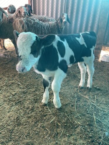 Коровы, быки: Продаю | Музоо, торпок | Полукровка | На откорм — 2