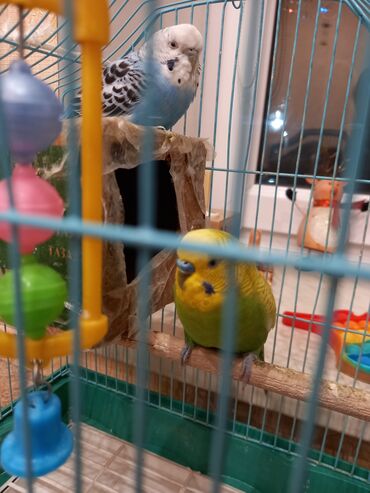 игрушки для волнистых попугаев: Продаю пару волнистых попугаев (девочка и мальчик) вместе с клеткой и