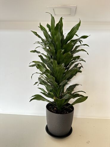 веерная пальма ливистона: Комнатные растения 🪴 
Каждая по 800