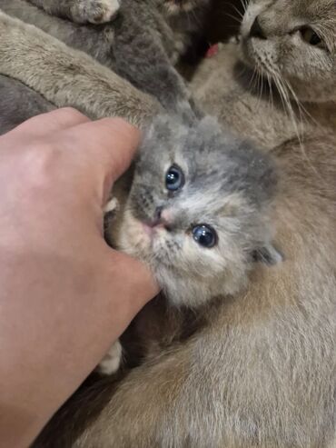 Pişiklər: Britan, Dişi, Yaxşı əllərə, Pulsuz çatdırılma — 8