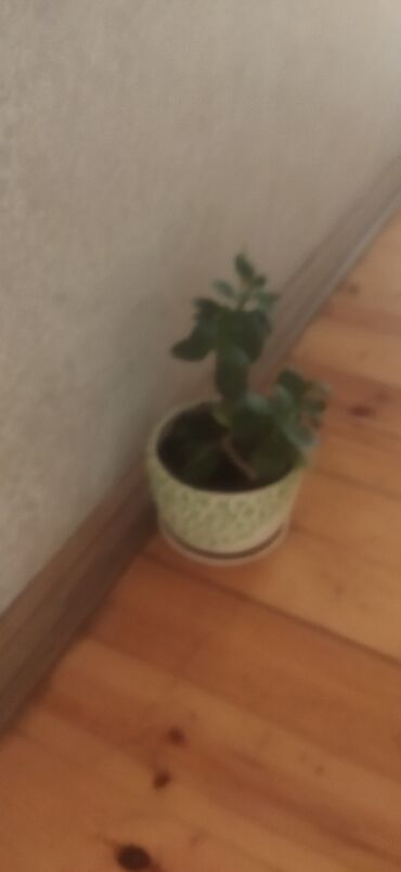 Otaq bitkiləri: Satış üçün müxtəlif otaq/balkon bitkiləri seti. razılaşma yolu ilə -da lalafo.az — 10 Otaq bitkiləri: Satış üçün müxtəlif otaq/balkon bitkiləri seti. razılaşma yolu ilə — 10