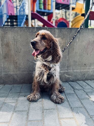 çoban it: Koker spaniyel, 2 ay, Erkek, Peyvəndli, Ödənişli çatdırılma