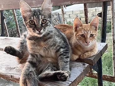 boz pisik: Tabbi, Erkək, Dişi, Yaxşı əllərə, Ünvandan götürmə, Pulsuz çatdırılma — 1
