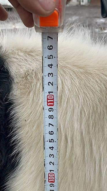 Коровы, быки: Продаю | Корова (самка) | Голштин | Для разведения, Для молока — 11