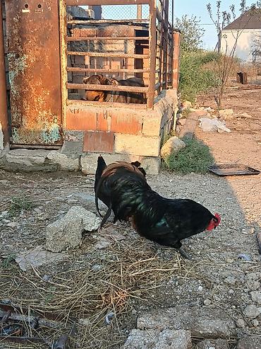xoruz otu: Xoruz, il: 1, Ödənişli çatdırılma — 2
