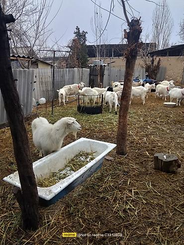 Козы, козлы: Продаю | Коза (самка) | Зааненская | Для разведения — 20