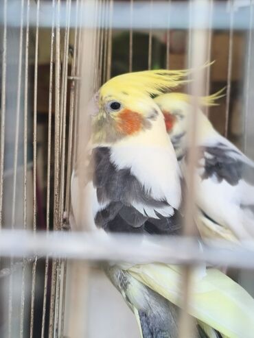 deve quşu: Korella Bala var hazir cut cut alana endirim tek tek 40 Azn cut alana