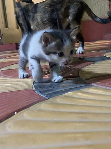 Продажа кошек: Котята от трёхцветной кошки - Помёт из нескольких котят: окрасы на — 2