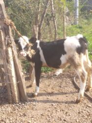 xacmaz inəy: Dişi buzovdu cins inəyin balasıdı 4 aylığdı anası südlü heyvandı