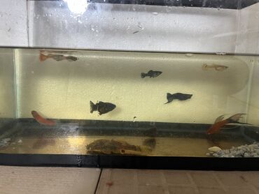 Balıqlar: Sülhsevər -da lalafo.az — 4 Balıqlar: Sülhsevər — 4