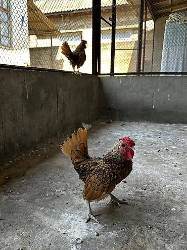 Sibrayt xoruzlari satilir saglam heyvanlardi Whatsap nomresi lalafo.az -da Sibrayt xoruzlari satilir saglam heyvanlardi Whatsap nomresi