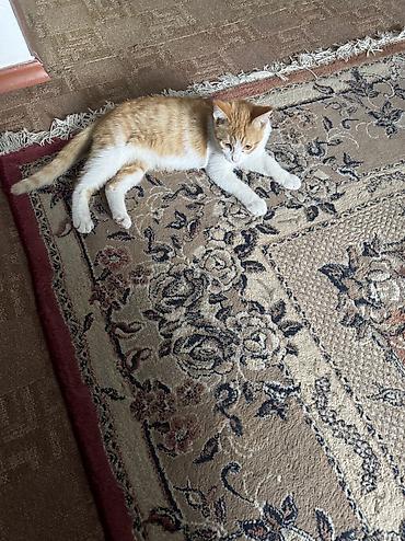 влажный корм для котят: 4 месяца, Мальчик, Приучена к лотку, Проглистована — 4