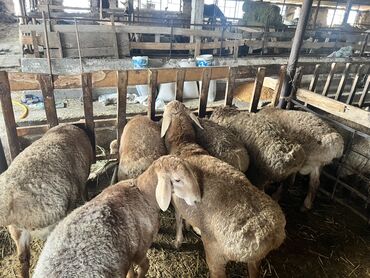 Бараны, овцы: Продаю | Баран (самец) | Для разведения | Племенные — 9