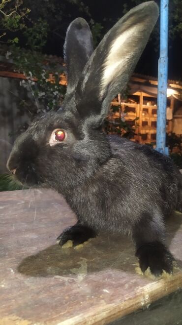 Dovşanlar: Flandr cinsli damazlıq dovşan balaları satılır. Ətlik cinsidir. Təmiz -da lalafo.az — 19 Dovşanlar: Flandr cinsli damazlıq dovşan balaları satılır. Ətlik cinsidir. Təmiz — 19