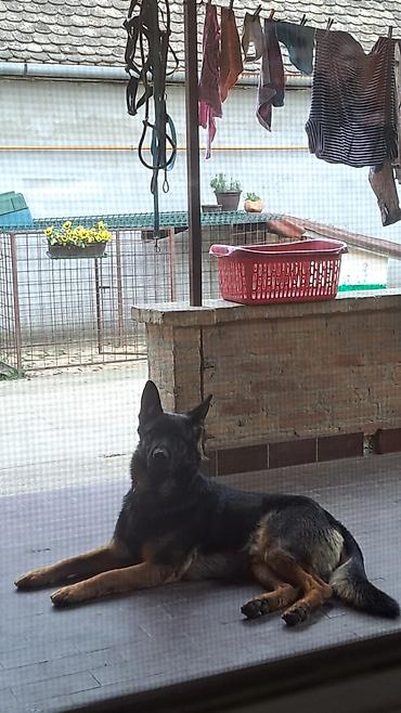 Psi: ❗ IZGUBLJEN PAS – DON ❗ 🙏 MOLIMO ZA POMOĆ I DELJENJE 🙏 Don je nestao i — 12