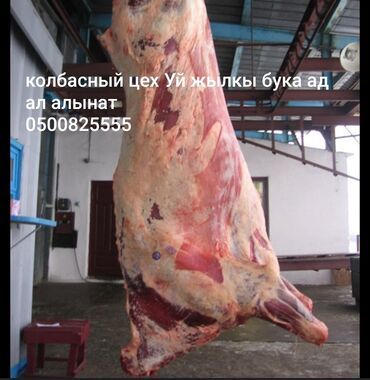 продажа щенков немецкой овчарки с документами в бишкеке: Куплю | Коровы, быки | Круглосуточно