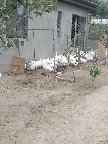 yerli ordək: Linda qazlarıPekin ordeyleri 20m Pekin ordeyi,25 m Linda qazlari — 3