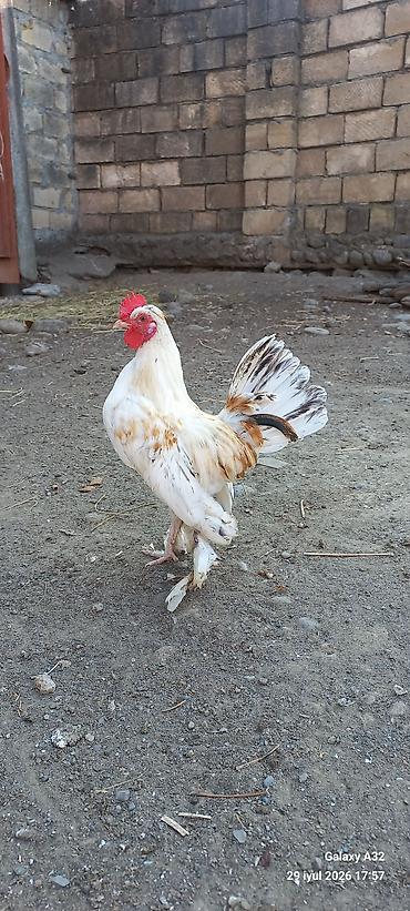 Toyuqlar: Toyuq, Damazlıq -da lalafo.az — 4 Toyuqlar: Toyuq, Damazlıq — 4