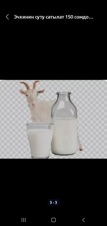 стоимость козьего молока: Продаю | Коза (самка) | Зааненская, Камори | Для молока | Племенные