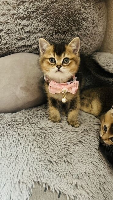 Pişiklər: Şinşilla, Dişi — 8