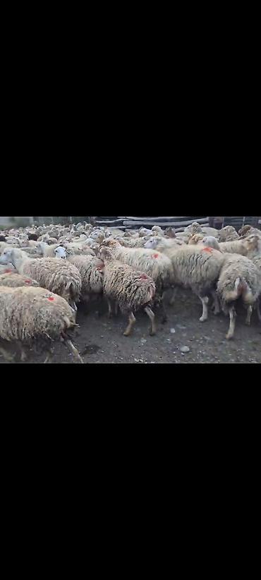 ucuz toyuq satisi: Satışda olan qoyunların hamısı boğazdı. Heyvanların saglamlıgına söz — 4