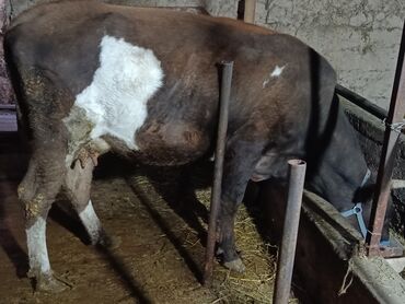 собака доберман сколько стоит: Продаю | Корова (самка) | Для разведения, Для молока | Стельные