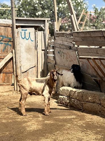 Keçilər, çəpişlər: Erkək, il: 6, 24 kq, Ətlik, Ünvandan götürmə — 1