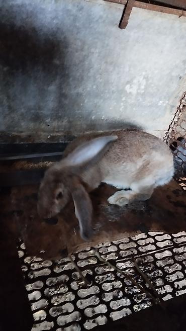 Үй жаныбарлары: Сатам | Коёндун бөжөктөрү | Көбөйтүү үчүн — 3