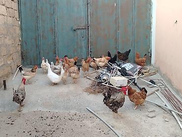 qus: Toyuqlar saglamdi masallah qəsəngdiler yumurtalayirlar — 1