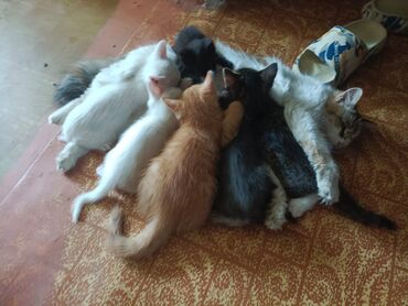 ангорские котята: Отдают котят в добрые заботливые руки, котятам два месяца