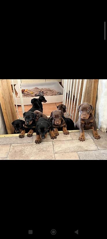 Животные: DOBERMANbalları Temmiz Qandi heç bir qarışığı yoxdu cəmi 3bala qalib — 2