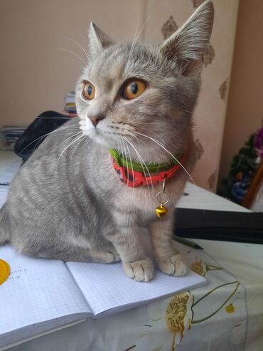 Pişiklər: Tabbi, Yaxşı əllərə — 4